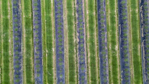 Aerial of Lavender Field Rows (rotating down) Video stock 249115335