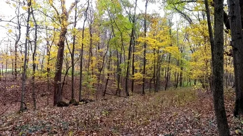 Aerial of leaf covered road in fall Stock Footage 71886242