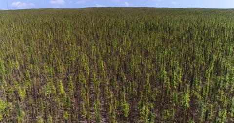 Aerial Left Over Large CBD Hemp Crops Ripe In The Field On Overcast Day Stock Footage 199411409