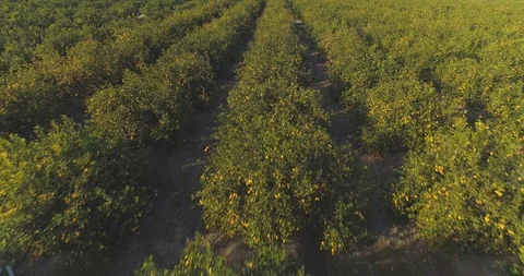 Aerial: Lemon tree grove full of lemons. Citrus orchard Stock Footage 102033335