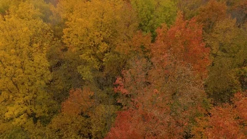 Aerial lifting shot of deciduous broadleaf trees in fall colors in Canada Stock Footage 119183612