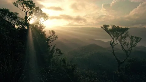 Aerial: Light rays shining through native New Zealand forest. Video stock 164123187