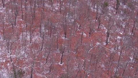 Aerial of Light Snow Fall in Forest Stock Footage 98157340