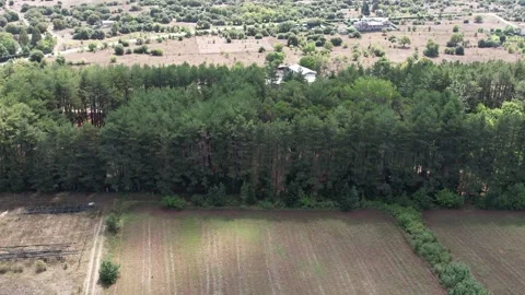 Aerial line of pine trees dividing cultivated fields and rural farmland patterns Stock Footage 344095371