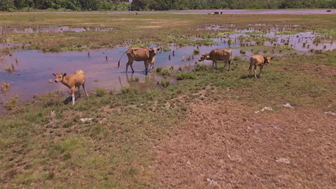 Aerial Linear Flyover of Cows Feeding in Wetland Marsh With Nursing Calf Stock Footage 344863508