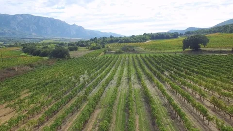 Aerial linear vineyards wine fields in corsica 2016 Stock Footage 82430483