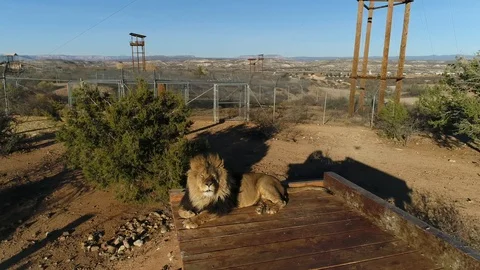 drone photo of lion