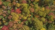 Aerial: Lively Colored Autumn Foliage And Tree Canopies Covering Overgrown Hill Stock Footage
