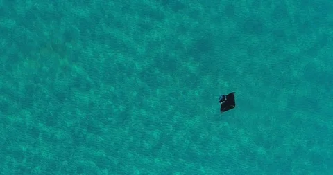Aerial Lockdown of Black Manta Ray Swimming In Bright Blue, Shallow Ocean Water Stock Footage 114088554