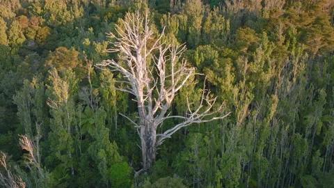 Aerial: Lone dead tree in a forest Stock-Footage 187236116