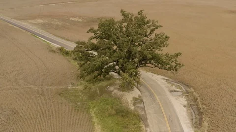 Aerial of a lone oak tree Stock Footage 111608833