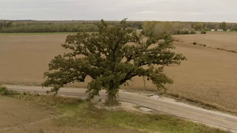 Aerial of a lone oak tree Stock Footage 111608875