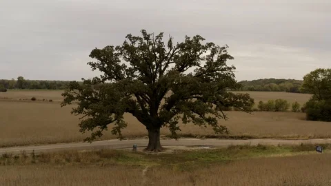 Aerial of a lone oak tree Stock Footage 111608909