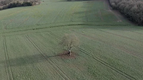 Aerial of a lone tree in the Loire Valley, France. Stock Footage 100034656