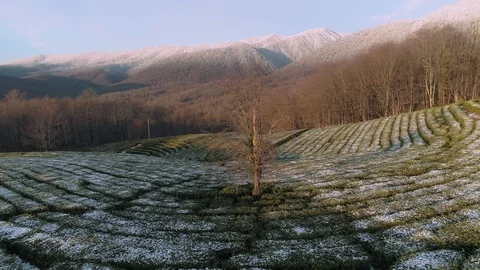 Aerial lonely fall tree on the snow covered tea plantation in hills Stock Footage 101835711