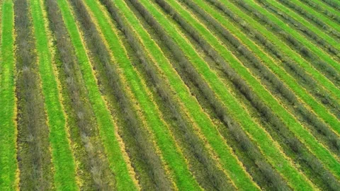 Aerial of long rows of blackcurrant bushes in a big field in Denmark Stock Footage 242595158