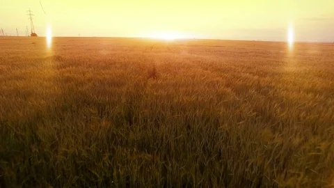 AERIAL long warm evening sunset fly over rye oats millet agriculture harvest Stock Footage 79541504