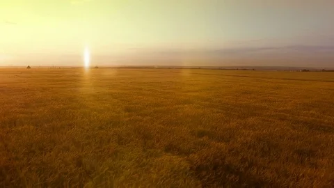 AERIAL long warm evening sunset panorama over wheat rye oats millet agriculture Stock Footage 79542667