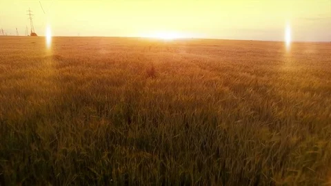 AERIAL long warm evening sunset fly over wheat rye oats millet agriculture Stock Footage 79542726