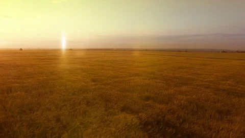 AERIAL long warm evening sunset panorama over wheat rye oats millet agriculture Stock Footage 79542882