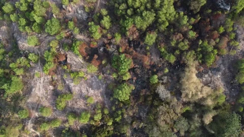 Aerial look down leafless tree Stock Footage 149198016