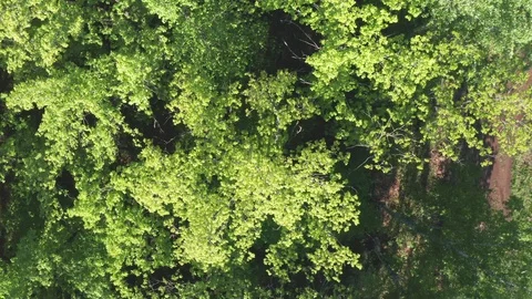 Aerial look-down shot over the forest. Stock Footage 111401565