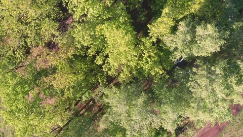 Aerial look-down shot over the forest. Stock Footage 111401723