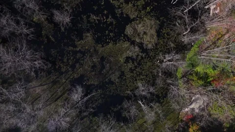 Aerial look down on trees moving through forest, ends on lake Stock Footage 251565047