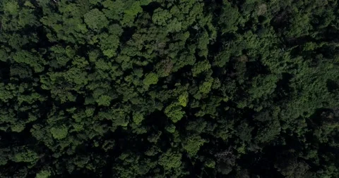 Aerial look down video movement vido above rain forest in spring season Stock Footage 133356520