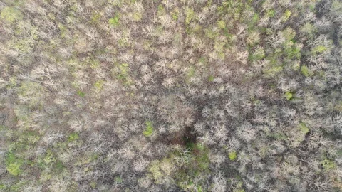 Aerial look down view mountain teak forest texture leaf background Stock Footage 124342009