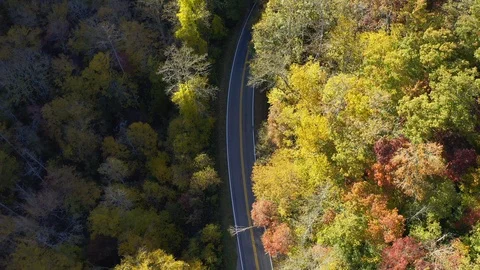 An aerial look down view of a road through a fall forest with two cars passin Stock Footage 119038222