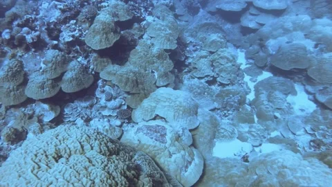 Aerial look down view from top to various coral reefs of Pontes lobata Favites p Stock Footage 259465653