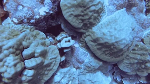 Aerial look down view from top to various coral reefs of Pontes lobata Favites p Stock Footage 259465676