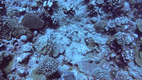 Aerial look down view from top to various coral reefs of Pontes lobata Favites p Stock Footage 259465677