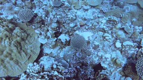 Aerial look down view from top to various coral reefs of Pontes lobata Favites p Stock Footage 259465678