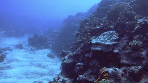 Aerial look down view from top to various coral reefs of Turbinaria mesenterina  Stock Footage 259465875