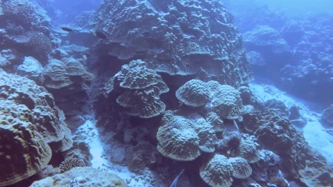 Aerial look down view from top to various coral reefs of Pontes lobata Favites p Stock Footage 259466128