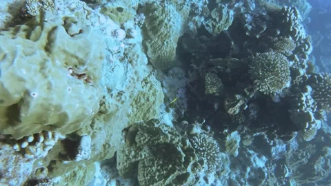 Aerial look down view from top to various coral reefs of Pontes lobata Favites p Stock Footage 259466129