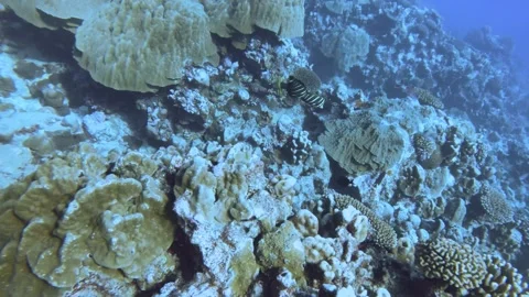 Aerial look down view from top to various coral reefs of Pontes lobata Favites p Stock Footage 259466300