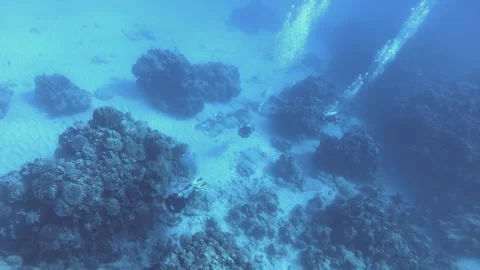 Aerial look down view from top to divers diving at the bottom of the ocean with  Stock Footage 259466468