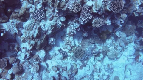 Aerial look down view from top to various coral reefs at the bottom of the ocean Stock Footage 259466618