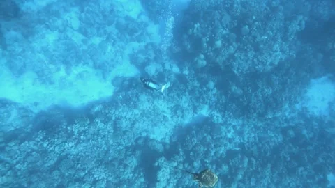 Aerial look down view from top to a diver diving at the bottom of the ocean with 스톡 동영상 259466671