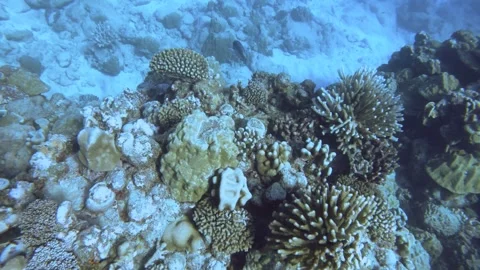 Aerial look down view from top to various coral reefs of Pontes lobata Favites p Stock Footage 259466744