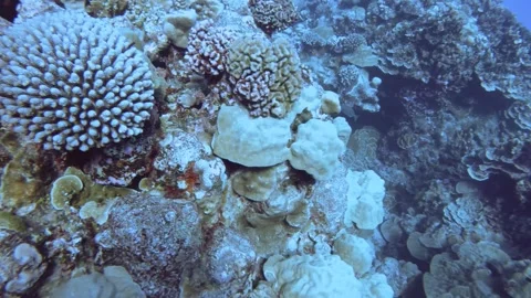 Aerial look down view from top to various coral reefs of Pontes lobata Favites p Stock Footage 259473661