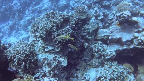 Aerial look down view from top to various coral reefs with Tiger Barb fishes and Stock Footage 259473703