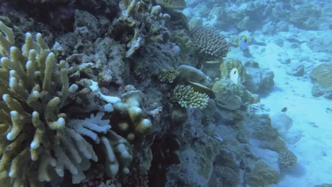Aerial look down view from top to various coral reefs with Teardrop Butterflyfis Stock Footage 259473711