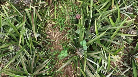Aerial Look at Pineapple Fruit Plants Stock Footage 335648649