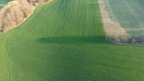 Aerial lookaround view on small spring wheat fields and tree lanes. 스톡 동영상 127019329