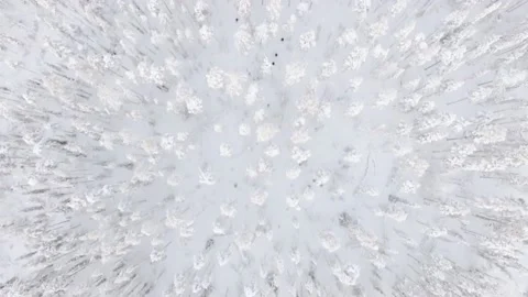 Aerial Lookdown over Snow Capped Forest and Trees in Lapland in December Stock Footage 168147342