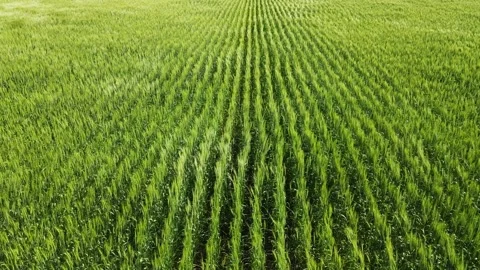 Aerial looking along rows of green wheat blowing in a strong wind  Stock Footage 202136740